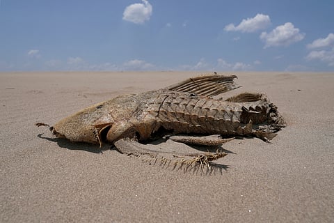 FILE PHOTO: A fish carcass is seen on a sandbank that emerged in the middle of the Solimoes River in the Amazon Basin, which is suffering from the worst drought on record, near Manacapuru, Amazonas state, Brazil September 20, 2024. 