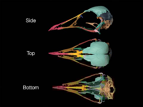 An artist's impression of the starling-sized bird Navaornis hestiae, which lived 80 million years ago during the Cretaceous Period in what is now Brazil, is seen in this image released in this illustration released on November 13, 2024.