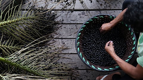 Edna dos Anjos Nascimento, known as Bezinha, holds acai berries during harvest and production of acai, organized exclusively by women on Jussara Island, Para state, Brazil, December 29, 2024. 