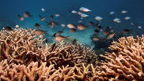 FILE PHOTO: A school of fish swim above a finger coral colony as it grows on the Great Barrier Reef off the coast of Cairns, Australia October 25, 2019. 