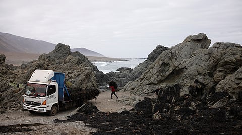 Rafael Astudillo harvests seaweed along a beach in the Antofagasta Region, as the health of the country's marine forests is threatened by warming oceans and pollution, in Paposo, Chile June 12, 2025. 