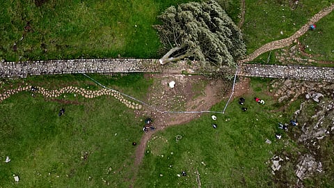 FILE PHOTO: General view of the felled Sycamore Gap in Once Brewed, Northumberland National Park, Britain, September 28, 2023. 