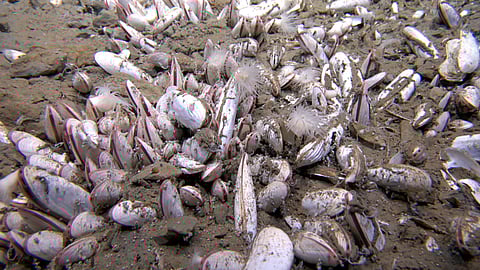 A dense aggregation of mollusks called vesicomyid bivalves is seen in the seabed sediment of a deep ocean trench at a depth of 5,743 meters (18,800 feet) below the sea surface at a site called Clam Bed in the northwest Pacific Ocean, in this undated image.