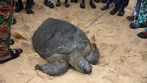 FILE PHOTO: Poachers gather after capturing an olive ridley sea turtle in a fishing community along the Ibeju-Lekki coastline in Lagos, Nigeria, July 29, 2025. Conservationists warn that endangered species such as sea turtles are rapidly disappearing along Nigeria's southern coast due to poaching. 