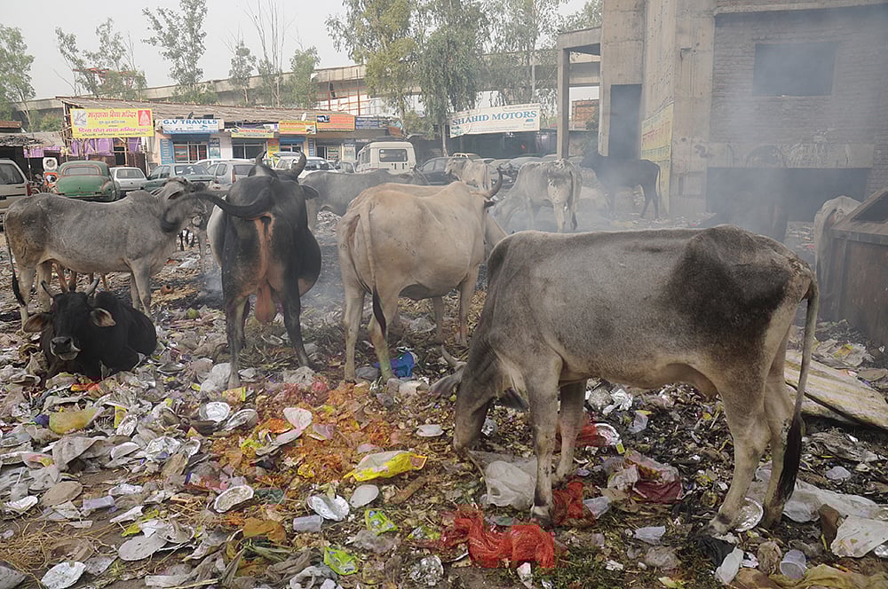 Yogi effect felt in Jaipur?