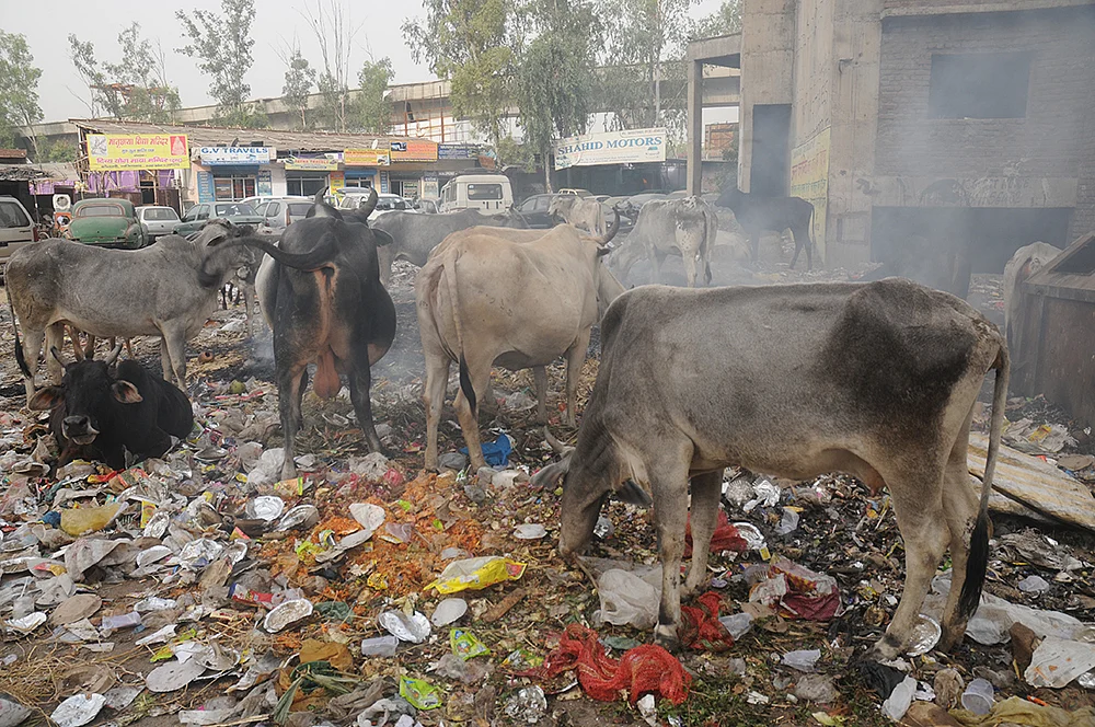 Yogi effect felt in Jaipur?