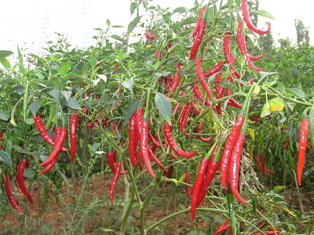 

Telangana chilli farmers refuse to harvest as prices plummet