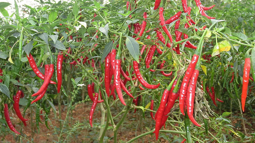 Photo courtesy: Wikimedia Commons/Sreeni Kaki