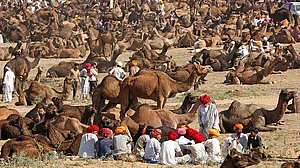 Alwar casts a shadow on Pushkar cattle fair