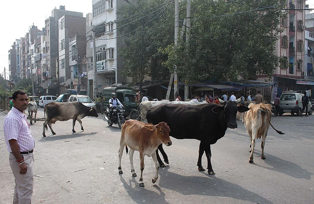 Opinion: The unwanted male calves & old age homes for cattle
