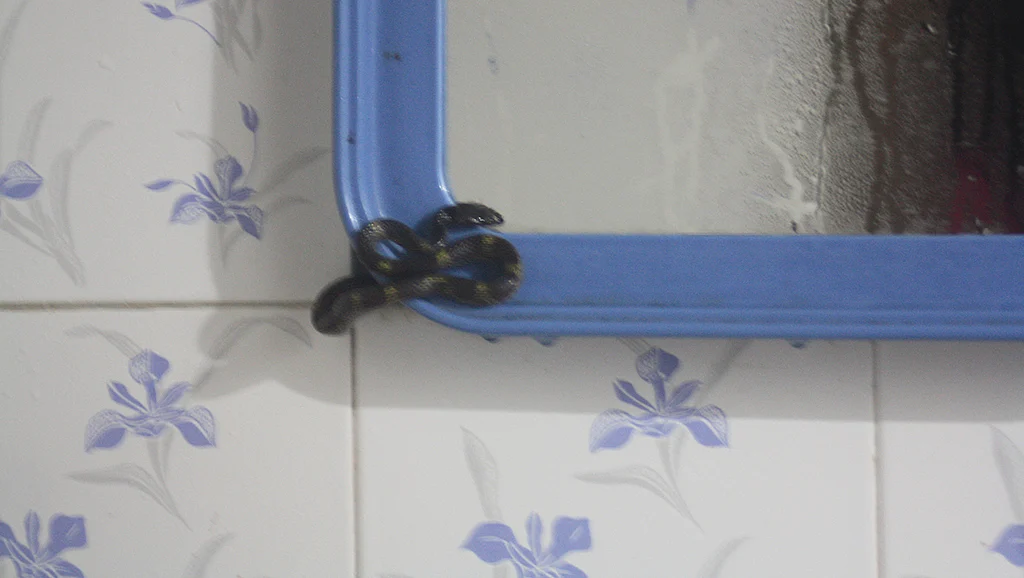 Living in a Rainforest on the Western Ghats