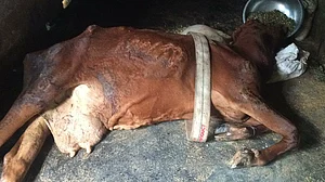 UP: Cattle phobia grips transporters, the police escort dying cow to vet