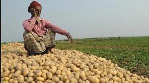 Cold storages selling potatoes at ₹2 a kilo