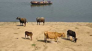 Alarming drop in water level in Ganga at Varanasi; DM’s urgent message