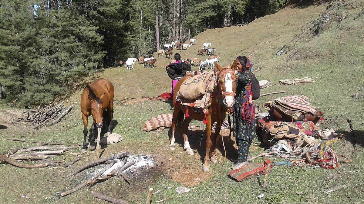 It’s not the same anymore for Jammu & Kashmir nomads