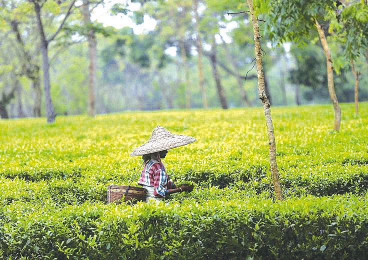 A haunting tale of minorities in Assam... 