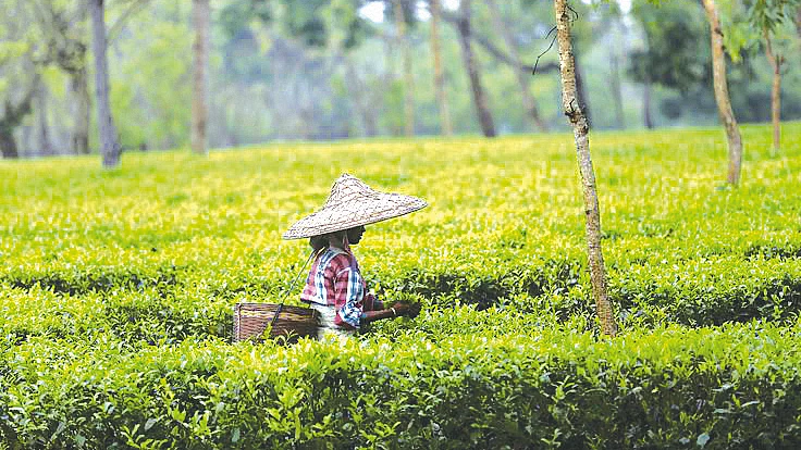 A haunting tale of minorities in Assam... 