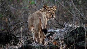 14 lions dead in 14 days in Gujarat’s protected Gir forests
