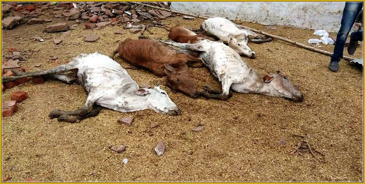 450 cows allegedly lose their home for PM Narendra Modi’s event; 8 die