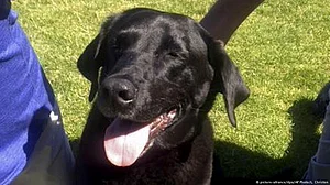 Said to be an antidote to 'Shani', dogs, monkeys dyed black bring in big bucks