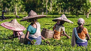 A glimpse into lives of Adivasi tea plantation workers