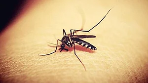 Rajasthan: 29 confirmed cases of Zika virus in Jaipur