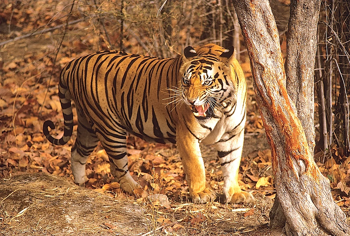 Is Maharashtra creating man-eaters?