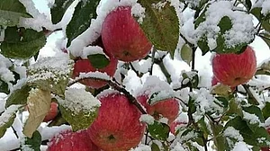 Kashmir: Heavy snowfall wreaks havoc on apple orchards