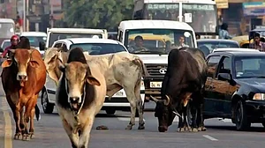 Ban on cow slaughter causing cattle problems in Lord Krishna land