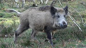 Mizoram on high alert as African Swine Fever resurfaces
