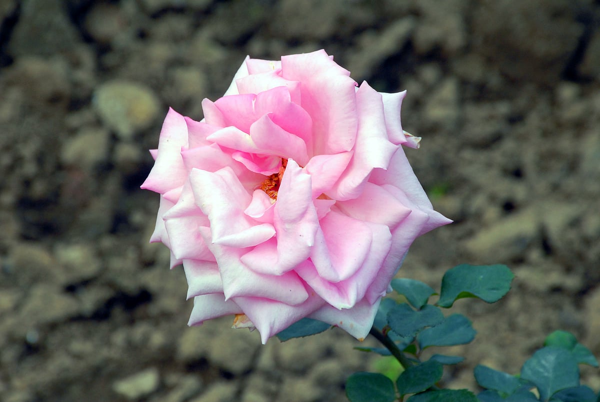 Mughal Gardens open for public from February 6: flowers in pictures
