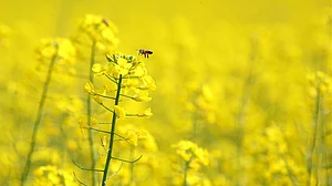 Basant Panchami: The lullaby of spring...