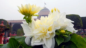 Mughal Gardens open for public from February 6: flowers in pictures