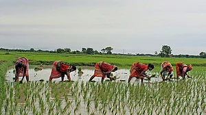 Nearly 3 crore farm labourers lost their jobs in last 4 years reports NSSO