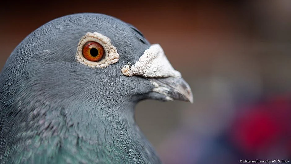 Representative image of a pigeon (Photo: DW)