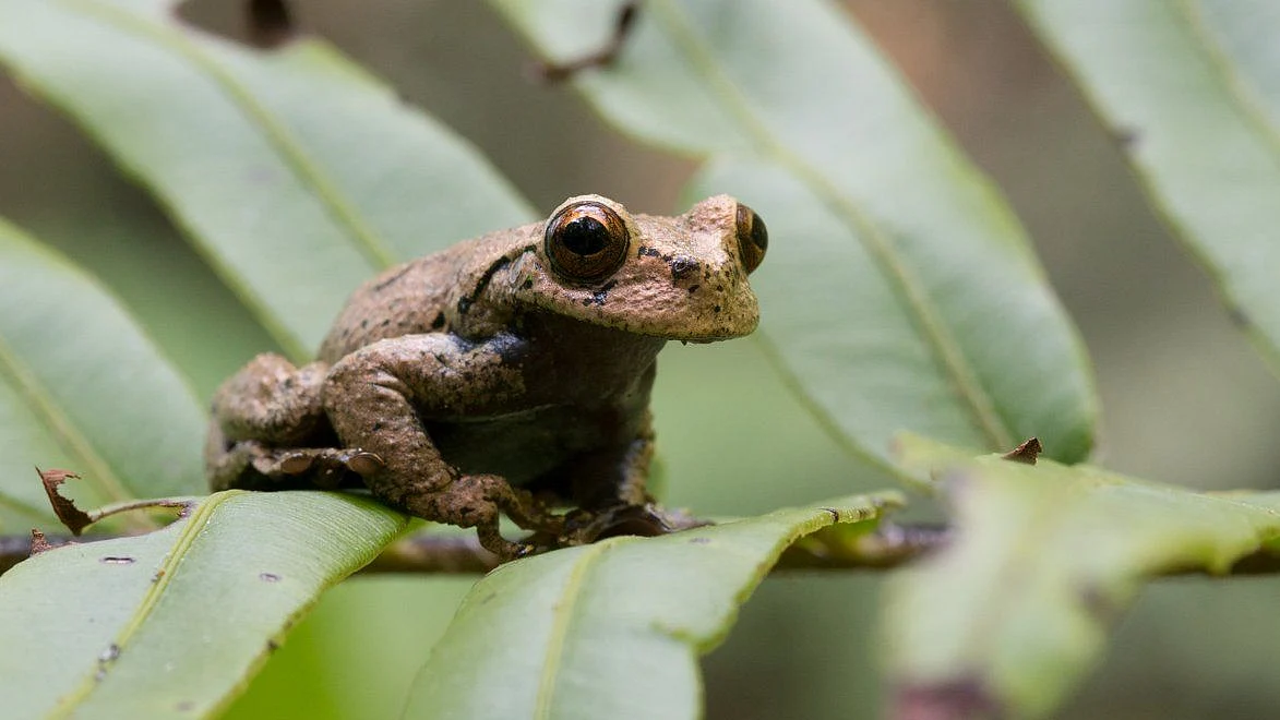 Plectrohyla dayspus, the Cusuco spike-thumbed frog is one of the species at risk of extinction (Twitter: <a href="https://twitter.com/HondurasARCC">@<b>HondurasARCC</b></a>)