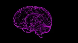 Moral decisions linked to brain activity: Study