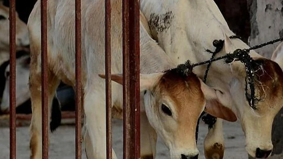HC comes down hard on Gujarat govt over ban on cattle export