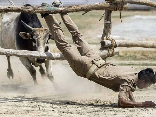 Akhilesh and Yogi exchange words as stray bulls create chaos in poll meetings