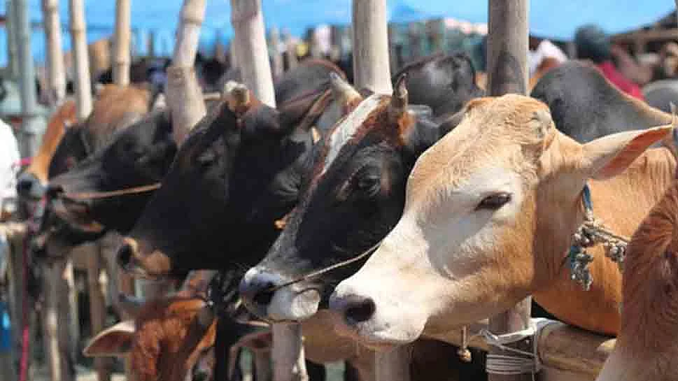 In a first, MP Govt to form law against cow vigilantes, imprisonment and fine on cards        