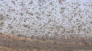 Another disaster coming! Fearing locust attack, UP launches awareness campaign