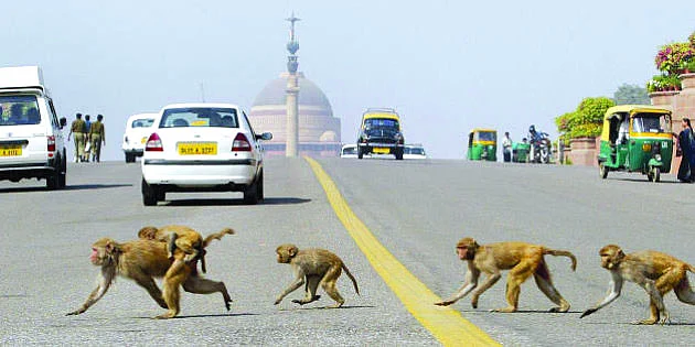 What We Learnt This Week: Our health depends on health of animals around us