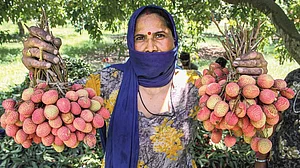 Lychees: To eat or not to eat is the question?