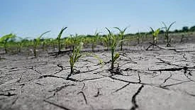 Diversifying crops will mitigate climate impact in India: Study