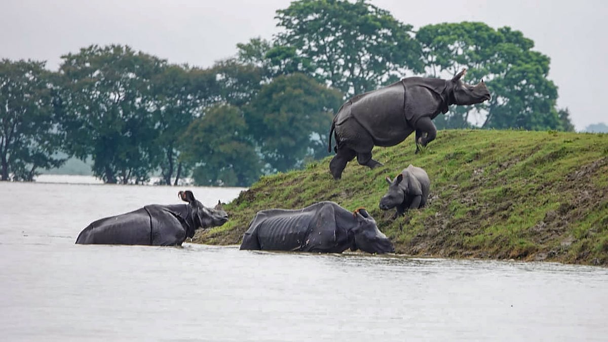 One-horned rhinoceros seen moving to an elevated area following floods due to incessant monsoon rainfall in Kaziranga National Park