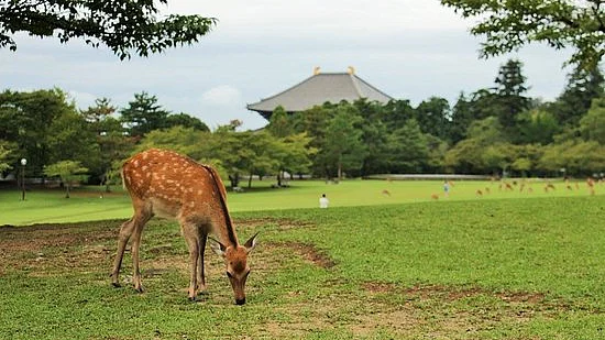 Image Courtesy: TripAdvisor