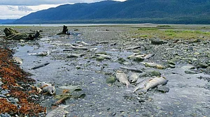 Alaska records highest temperature ever amid heatwave