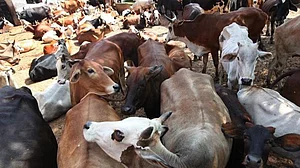 Cow ‘trader’ opens fire, beaten up in Alwar