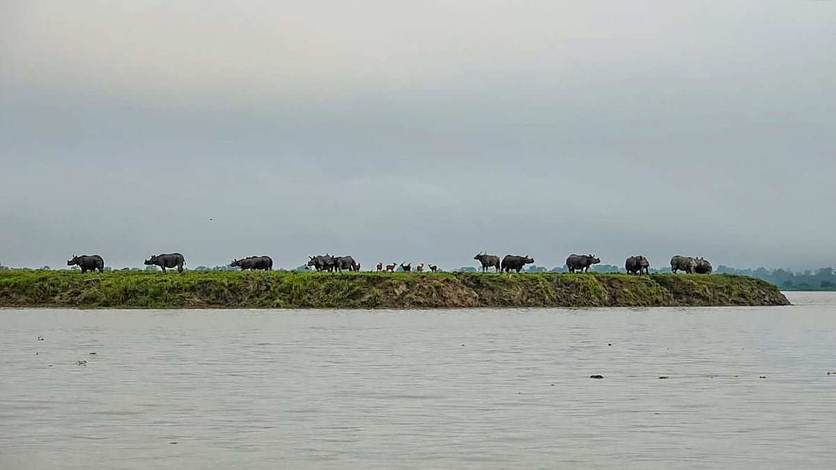 One-horned rhinoceros seen at an elevated area following floods due to incessant monsoon rainfall in Kaziranga National Park