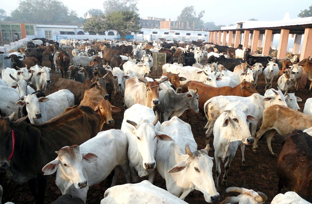 Cows at Raj Bhavan, Jharkhand CM residence faces fodder crisis  